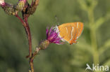 Brown Hairstreak (Thecla betulae)