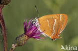 Brown Hairstreak (Thecla betulae)