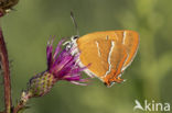 Brown Hairstreak (Thecla betulae)