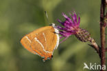 Brown Hairstreak (Thecla betulae)