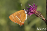 Brown Hairstreak (Thecla betulae)