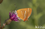 Brown Hairstreak (Thecla betulae)