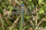 Zuidelijke glazenmaker (Aeshna affinis)