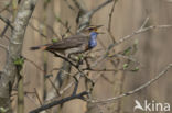 Blauwborst (Luscinia svecica)