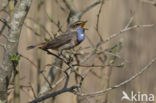 Blauwborst (Luscinia svecica)