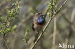 Blauwborst (Luscinia svecica)