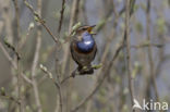 Blauwborst (Luscinia svecica)