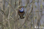 Blauwborst (Luscinia svecica)