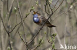 Blauwborst (Luscinia svecica)