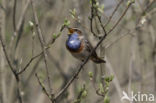 Blauwborst (Luscinia svecica)