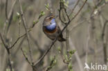 Blauwborst (Luscinia svecica)