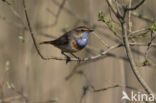 Blauwborst (Luscinia svecica)