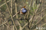 Blauwborst (Luscinia svecica)