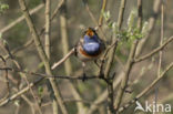 Blauwborst (Luscinia svecica)