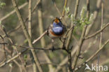 Bluethroat (Luscinia svecica)