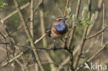 Blauwborst (Luscinia svecica)