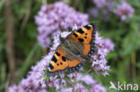 Kleine vos (Aglais urticae)