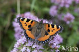 Kleine vos (Aglais urticae)