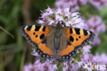 Kleine vos (Aglais urticae)