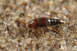 Sepedophilus nigripennis