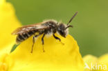 Gebandeerde dwergzandbij (Andrena niveata)