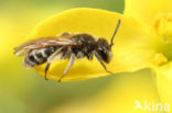 Gebandeerde dwergzandbij (Andrena niveata)