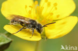 Zadeldwergzandbij (Andrena falsifica)