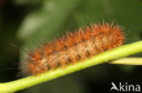 Gele tijger (Spilosoma lutea)