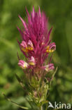 Field Cow-wheat (Melampyrum arvense)