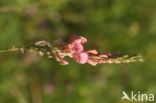Esparcette (Onobrychis viciifolia)