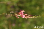 Common Sainfoin (Onobrychis viciifolia)