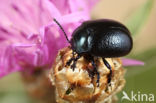 Chrysolina fuliginosa