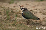 Lapwing (Vanellus vanellus)