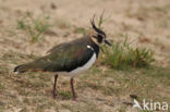 Lapwing (Vanellus vanellus)