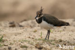 Lapwing (Vanellus vanellus)