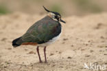 Lapwing (Vanellus vanellus)