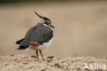 Lapwing (Vanellus vanellus)