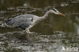 Blauwe Reiger (Ardea cinerea)