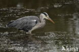 Grey Heron (Ardea cinerea)