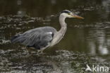 Grey Heron (Ardea cinerea)