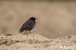 European Starling (Sturnus vulgaris)