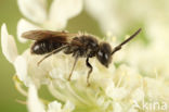 Glimmende dwergzandbij (Andrena minutuloides)