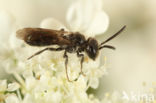 Glimmende dwergzandbij (Andrena minutuloides)