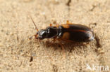 Schoudervlekstompkaak (Badister sodalis)