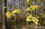 Wych Elm (Ulmus glabra)