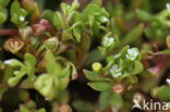 Klein bronkruid (Montia fontana subsp. chondrosperma)