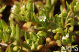 Klein bronkruid (Montia fontana subsp. chondrosperma)