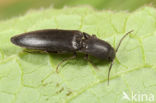 Agriotes aterrimus