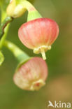 Blauwe bosbes (Vaccinium myrtillus)