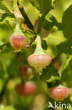 Bilberry (Vaccinium myrtillus)